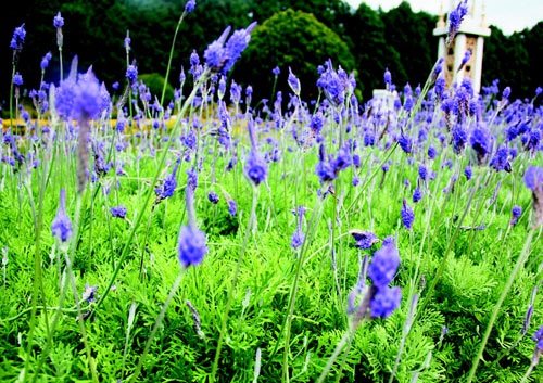 　　日月潭九族文化村內(nèi)水沙連歐洲花園園區(qū)內(nèi)數(shù)十萬株熏衣草,已開得美不勝收,令游客陶醉。