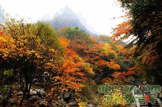 深秋去堯山賞紅葉、泡溫泉、拜大佛
