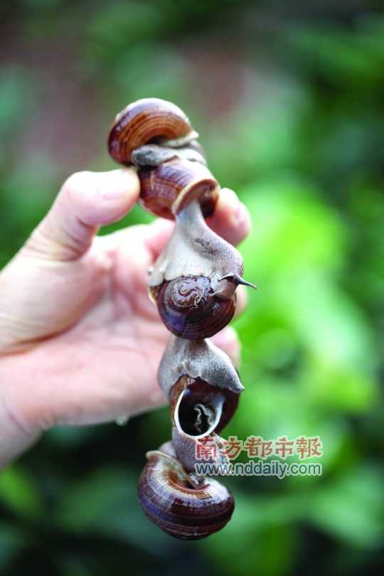 廣西的野生蝸牛追求原汁原味，做法也非常精簡。