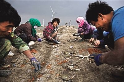 大雨將至，渤海邊的蟹池旁，蟹農(nóng)們不慌不忙地收綁梭子蟹。