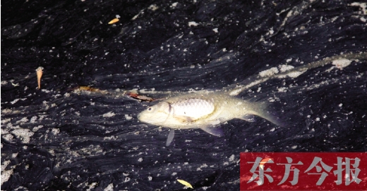 五月九日，鄭州帝湖，漂在黑色的湖面上的死魚