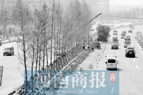 　西三環(huán)化工路，工人正在車道中間種植銀杏樹