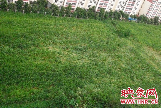 據(jù)映象網(wǎng)網(wǎng)友趙冠召反映，8月7日下午鄭州高新技術(shù)開發(fā)區(qū)突降暴雨冰雹，致使附近農(nóng)田近三分之一玉米倒伏