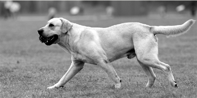 養(yǎng)犬限高35厘米一旦實(shí)施，拉布拉多、金毛等大型犬將被禁養(yǎng)。
