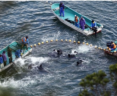 圖為當(dāng)?shù)貪O民正在把海豚趕入屠殺圈內(nèi)。