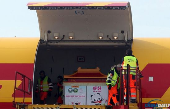 大熊貓“好好”抵達布魯薩爾國際機場。記者 付敬 攝