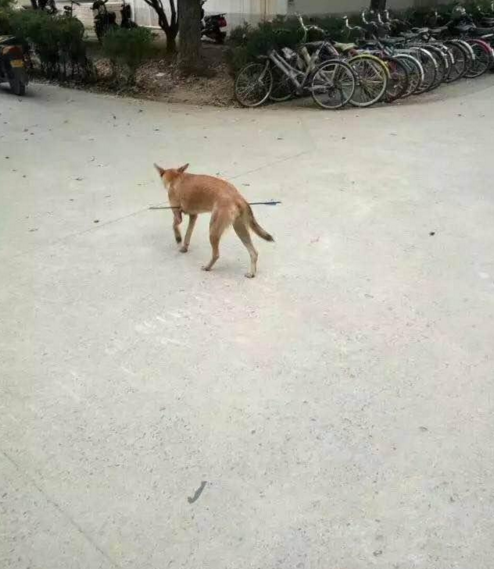 華科大校園內(nèi)，一條流浪狗腹部被箭射穿，地上留著斑斑血跡。