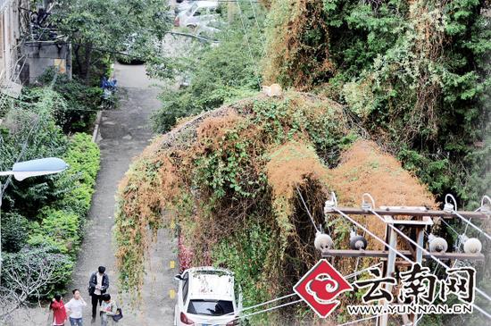 小貓蹲在一根纏滿了藤蔓的樹枝上。