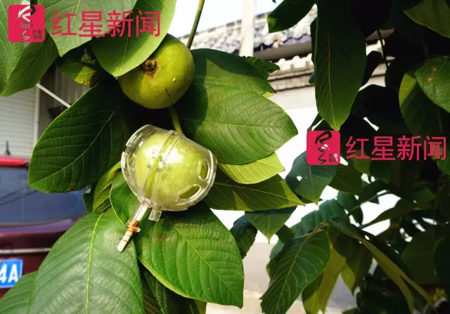 文玩核桃遇冷由幾萬一對降到5元沒人要？商戶否認(rèn)