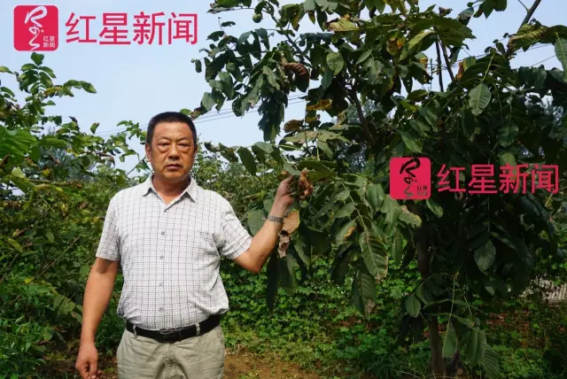 文玩核桃遇冷由幾萬一對降到5元沒人要？商戶否認(rèn)