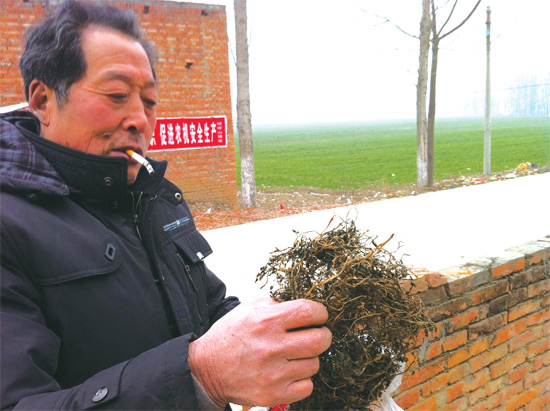 邢瑞亭向記者展示晾曬后的水芹菜，如今這種野菜也成為農(nóng)民餐桌上的香餑餑