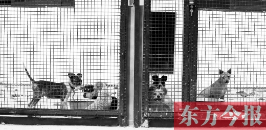 被主人遺棄的小狗暫時(shí)寄居在鄭州市犬只收容中心內(nèi)，如果沒(méi)有人來(lái)認(rèn)領(lǐng)，他們將被處以安樂(lè)死