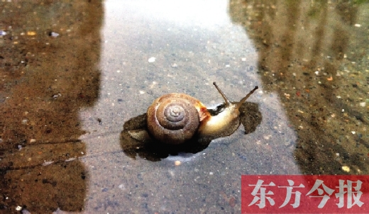 堵車俺不怕，就怕發(fā)大水，這不，一大早蹚水過街，現(xiàn)在已經(jīng)是下午了，俺還在馬路中間呢