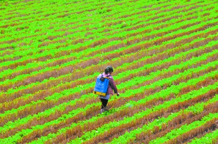 6月28日，內(nèi)黃縣東莊鎮(zhèn)馬固村農(nóng)民在花生地里噴施農(nóng)藥。