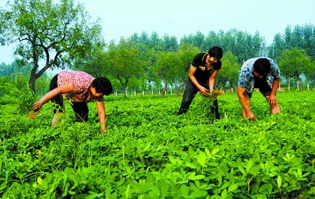 7月16日，內(nèi)黃縣后河鎮(zhèn)余莊村村民在花生地里除草。