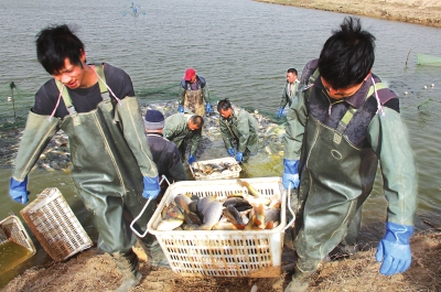 3月18日，漁民在溫縣黃河鯉魚(yú)生態(tài)養(yǎng)殖基地捕魚(yú)，近日，溫縣3000畝黃河鯉魚(yú)生態(tài)養(yǎng)殖基地的頭茬魚(yú)開(kāi)始