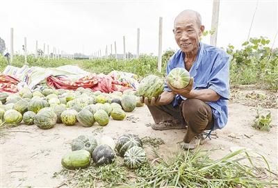 種的是“三白瓜”，長(zhǎng)出來(lái)的瓜非常雜，其中最多的是本地甜面瓜，俗稱“一窩猴”