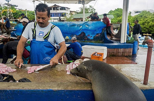 海獅變魚攤?？?排隊“購買”金槍魚