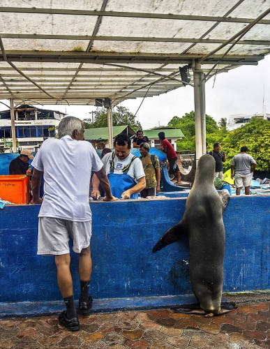 海獅變魚攤?？?排隊“購買”金槍魚