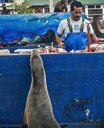 海獅變魚攤?？?排隊“購買”金槍魚