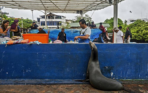 海獅變魚攤?？?排隊“購買”金槍魚