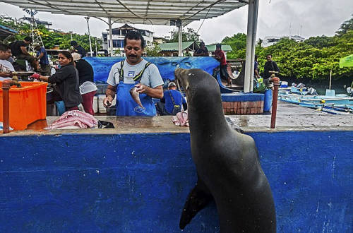 海獅變魚攤?？?排隊“購買”金槍魚