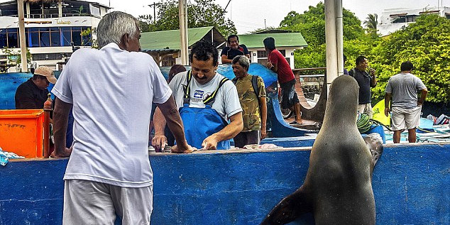 海獅變魚攤?？?排隊“購買”金槍魚