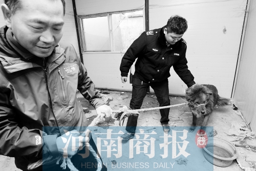 麻藥起作用后，這只藏獒被執(zhí)法人員控制