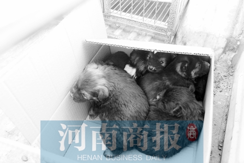 一家只能養(yǎng)一只狗，多余的被暫扣