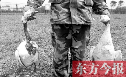 濟源一山間農(nóng)場遭襲，死傷200多只大鵝