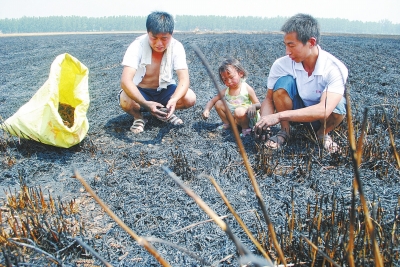 　村民為挽回一點(diǎn)損失，只得撿拾一些燒焦的麥穗。