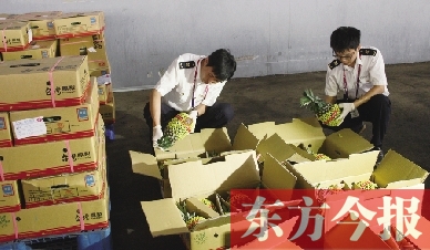 昨日，檢驗檢疫人員正對剛從臺灣進(jìn)口的水果進(jìn)行檢驗