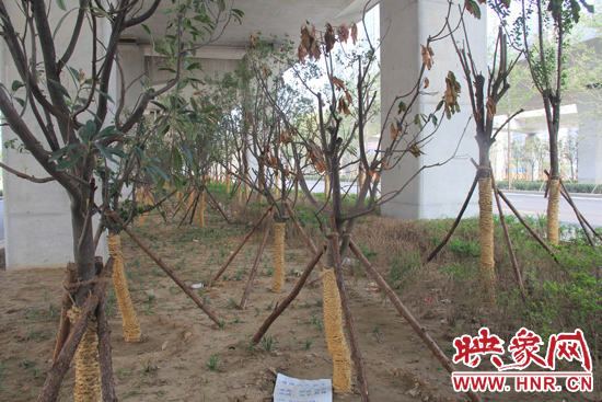 北三環(huán)經(jīng)三路橋下種的樹木有的葉子已經(jīng)干枯。