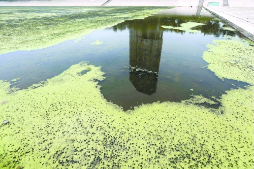幾近干涸、臭氣熏天、長滿水草的東風(fēng)渠，已不見往日容顏　 記者 侯建勛/攝