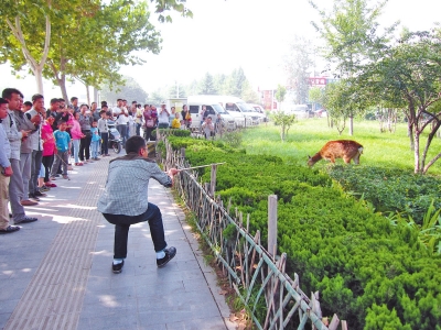 工作人員悄悄走近梅花鹿，準(zhǔn)備發(fā)射麻醉針。