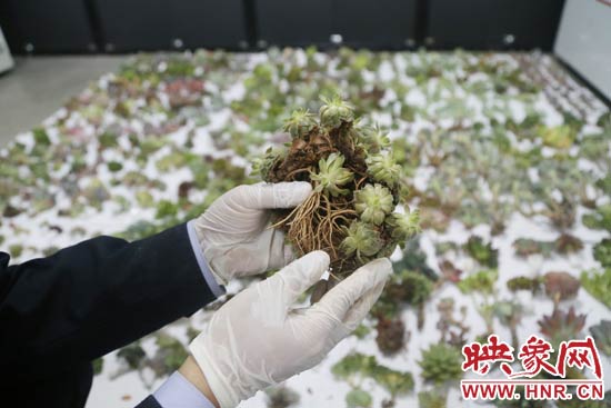 這些被截獲的多肉植物郵件面單上的品名大多申報為“禮物”、“衣服”等，屬于瞞報行為。