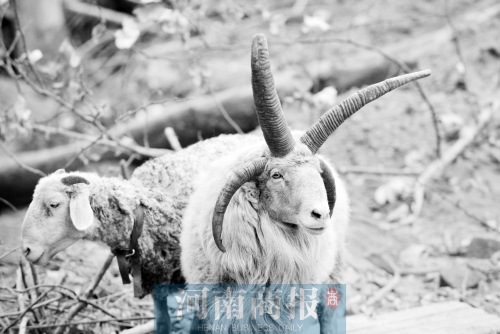 “咩……我的原主人說，他養(yǎng)了一輩子羊，也沒見過我這種情況”
