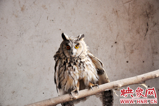 據(jù)了解，長(zhǎng)耳鸮屬于夜行動(dòng)物，是一種益鳥(niǎo)，主要捕食鼠類。