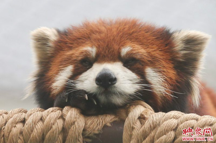 小熊貓在世界各動物園中是相當受歡迎的動物。