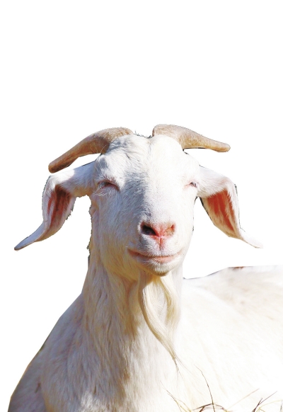 奶山羊,這種羊?yàn)楸就辽窖?，以產(chǎn)奶為主，產(chǎn)奶量高。具有“頭長(zhǎng)、頸長(zhǎng)、體長(zhǎng)、腿長(zhǎng)”的特征，俗稱“四長(zhǎng)羊”