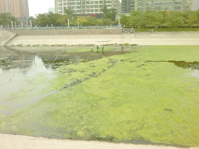 綠藻野蠻生長(zhǎng)，給東風(fēng)渠的水質(zhì)，帶來極大威脅。