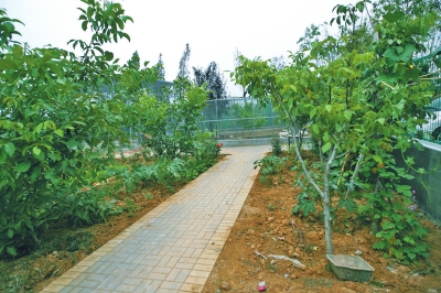 路兩邊是核桃樹，而路的盡頭救助野生鳥類的籠子，鴨子和鵝占了鵲巢