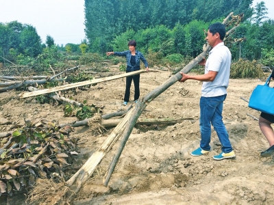 現場遍地是樹干和樹根，有的樹葉已枯萎