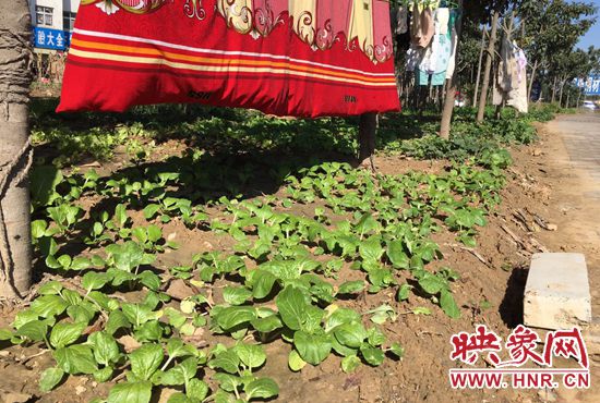 西四環(huán)中原路交叉口，大片生態(tài)廊道被毀，變成私家菜園。