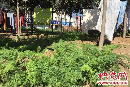 西四環(huán)中原路交叉口，大片生態(tài)廊道被毀，變成私家菜園。