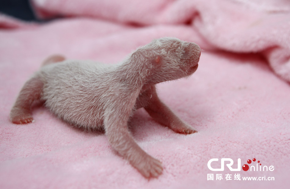 2013年7月11日，成都大熊貓繁育研究基地月亮產(chǎn)房，新生大熊貓寶寶在育嬰箱里憨態(tài)可掬。