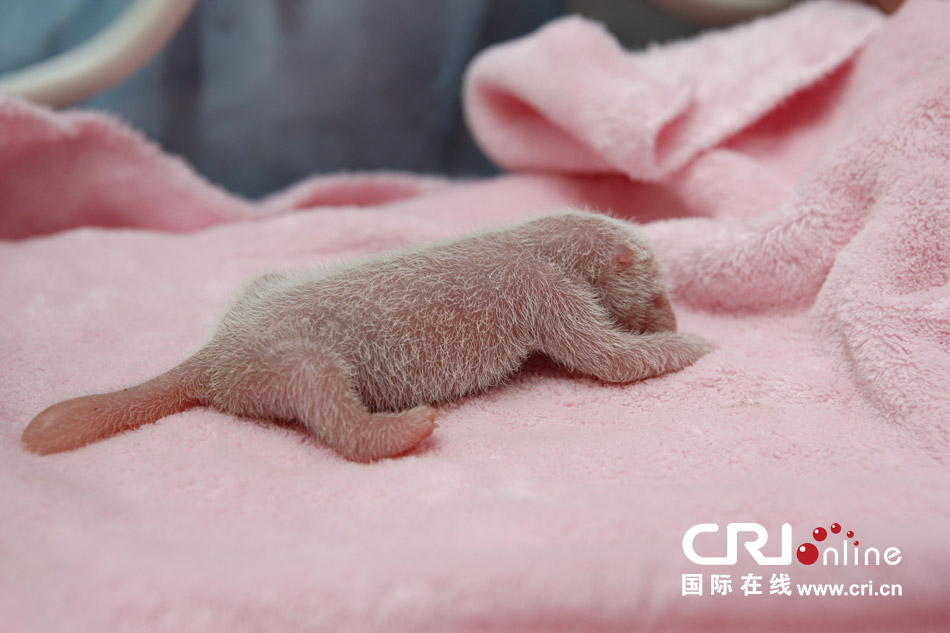2013年7月11日，成都大熊貓繁育研究基地月亮產(chǎn)房，新生大熊貓寶寶在育嬰箱里憨態(tài)可掬。