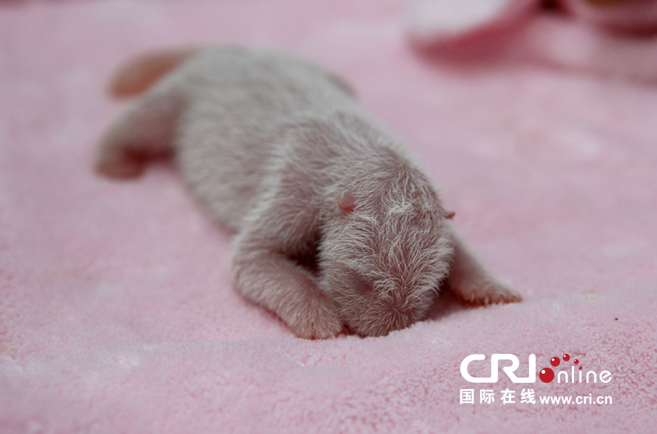 2013年7月11日，成都大熊貓繁育研究基地月亮產(chǎn)房，新生大熊貓寶寶在育嬰箱里憨態(tài)可掬。