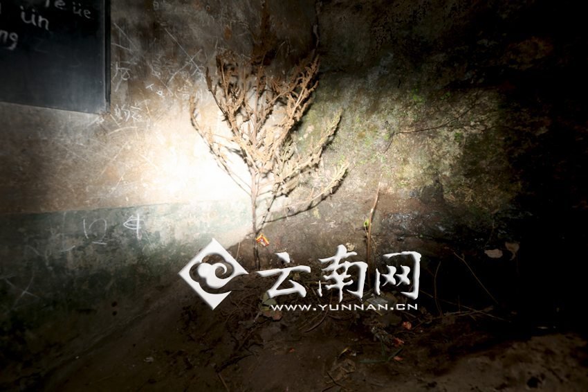 　教室里沒(méi)有燈，光線太暗，村民便種下了野蘇麻，希望教室有綠色，讓孩子們看到“希望”。 徐弘毅 攝
