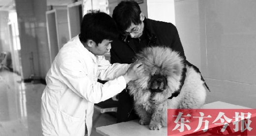 在一家大型寵物醫(yī)院里，生病的狗狗正在接受治療